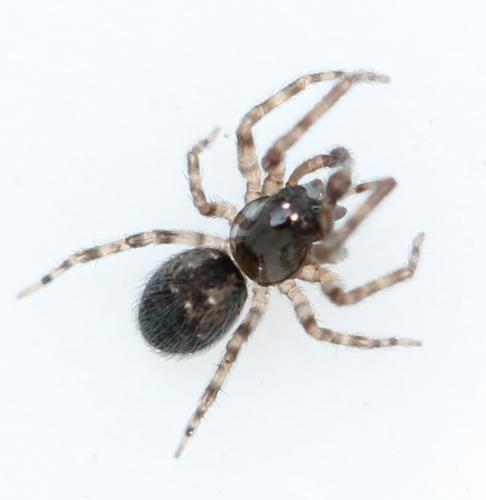 Lathys humilis