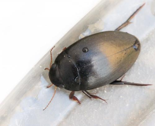 Agabus bipustulatus