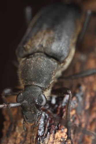 Stictoleptura stragulata