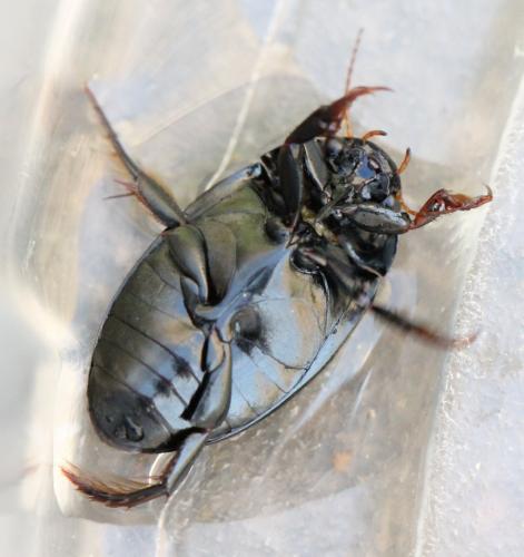 Agabus bipustulatus