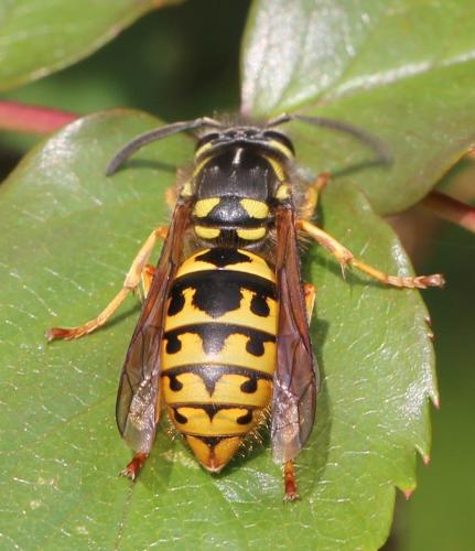 Vespula germanica