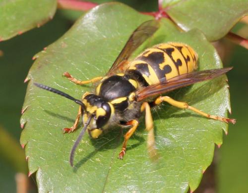 Vespula germanica