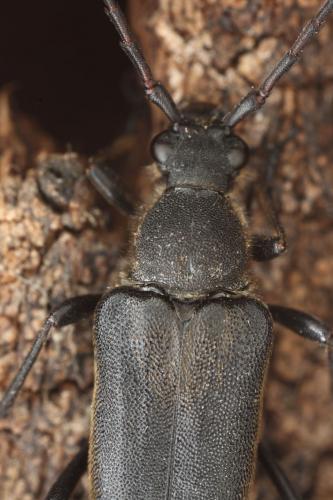Stictoleptura stragulata