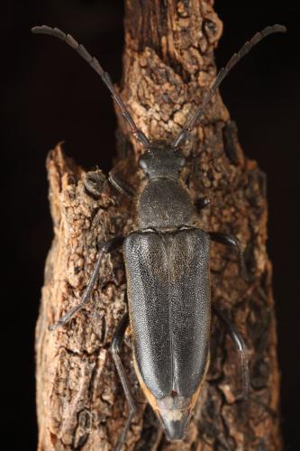 Stictoleptura stragulata
