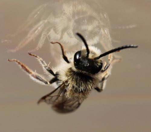 Andrena sp.