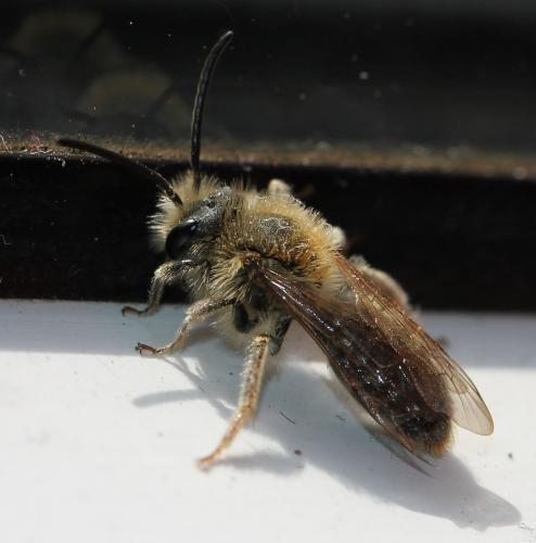 Andrena sp.