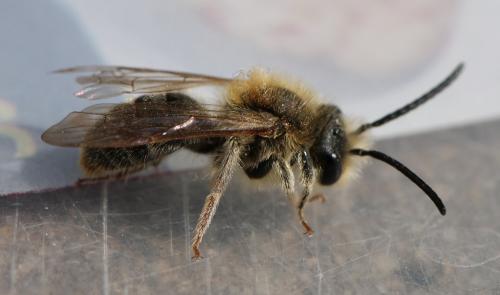 Andrena sp.