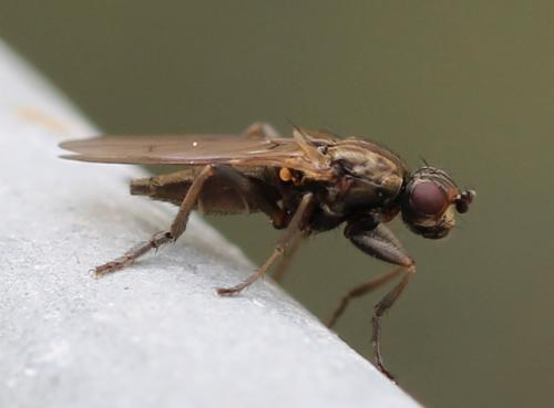 Réf. 118 453 : Copromyza sp.
