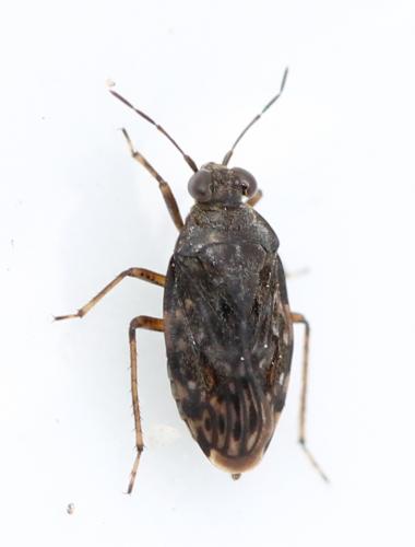 Saldula sp.