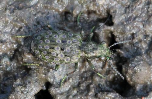 Elaphrus riparius