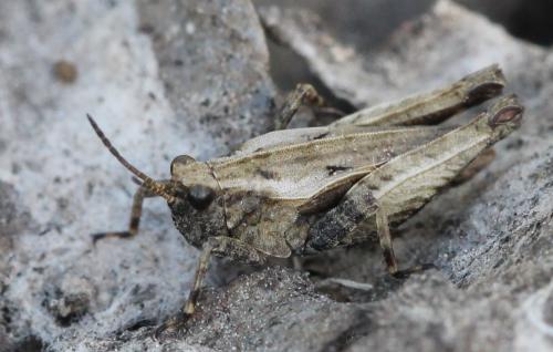 Tetrix sp.