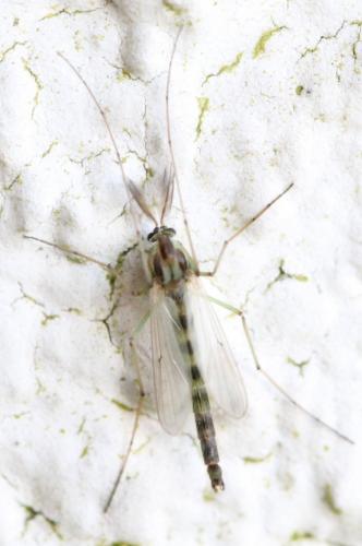 Chironomus sp.