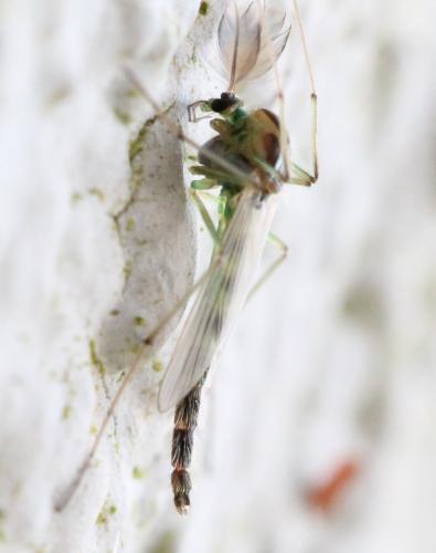 Chironomus sp.