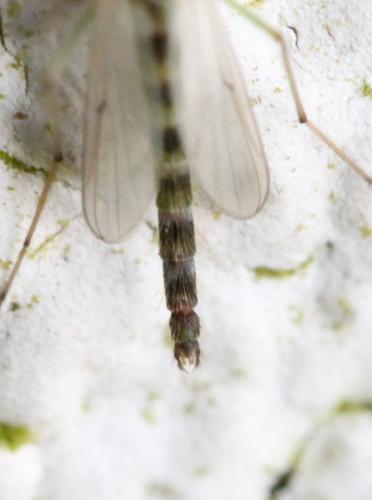 Réf. 118 046 : Chironomus sp.