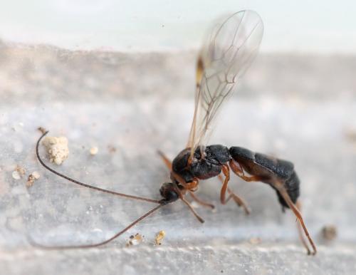 Réf. 118 017 : Aleiodes sp.