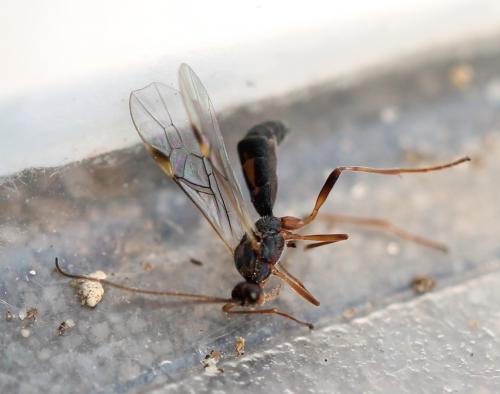 Réf. 118 018 : Aleiodes sp.