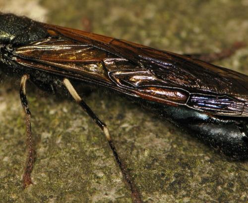 Réf. 118 338 : Tremex magus