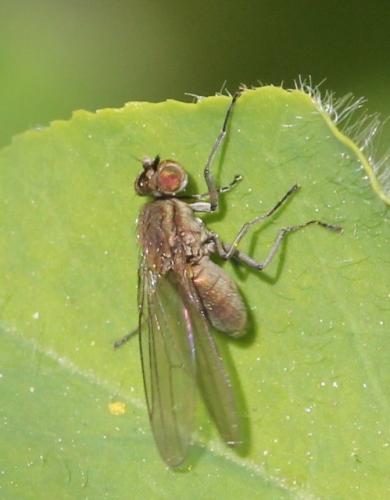 Réf. 118 011 : Hydrellia sp.