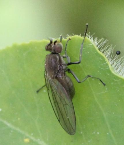 Réf. 118 012 : Hydrellia sp.