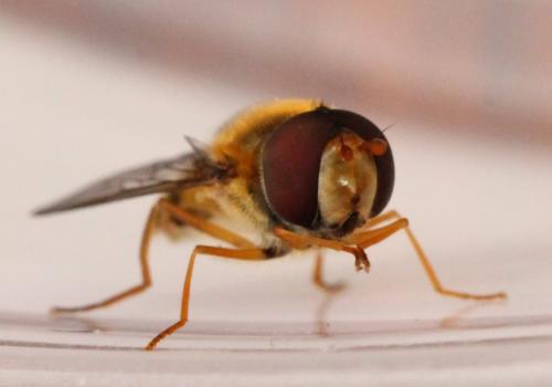 Epistrophe nitidicollis