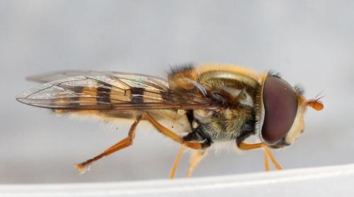 Réf. 118 007 : Epistrophe nitidicollis