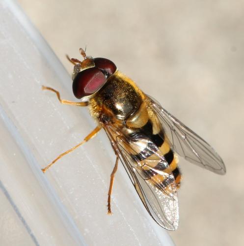 Réf. 118 006 : Epistrophe nitidicollis