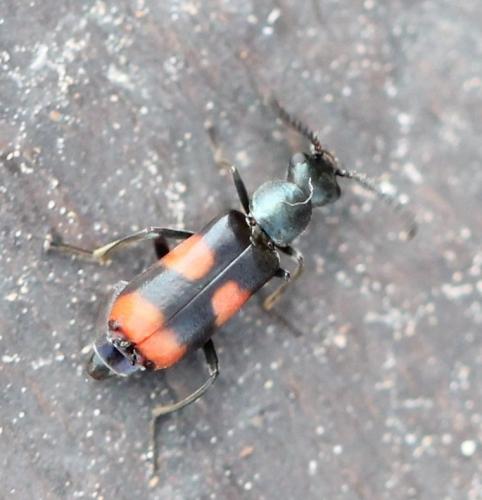 Réf. 118 000 : Anthocomus fasciatus