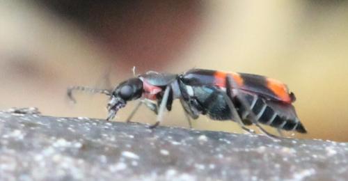 Anthocomus fasciatus