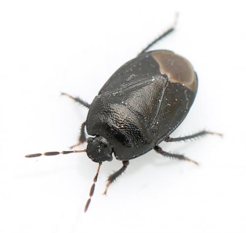Sehirus luctuosus
