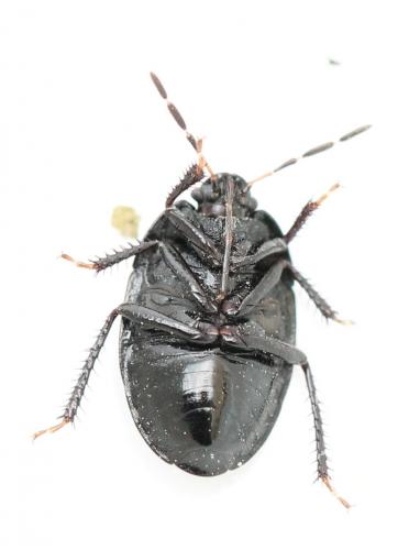 Réf. 118 131 : Sehirus luctuosus