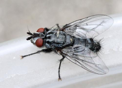 Sarcophaga sp.