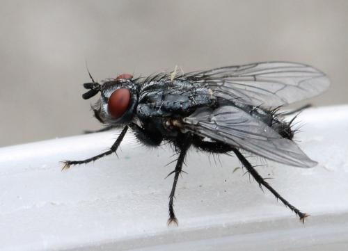 Sarcophaga sp.