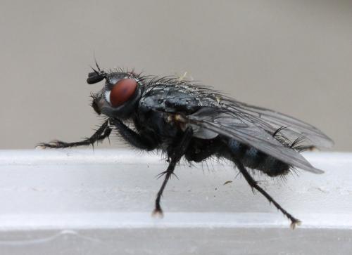 Sarcophaga sp.