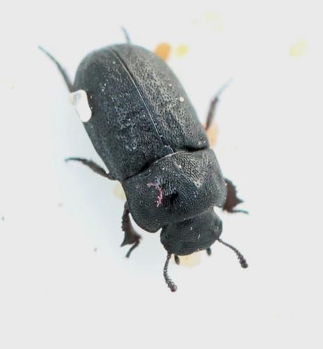 Melanimon tibiale