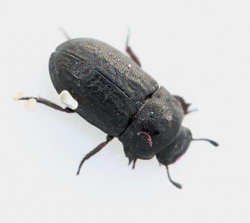 Melanimon tibiale