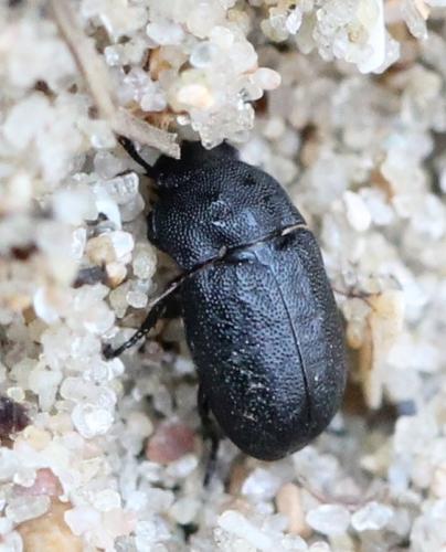 Melanimon tibiale