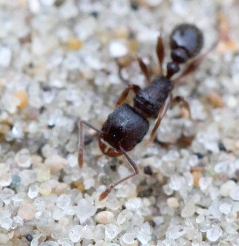 Réf. 118 157 : Tetramorium sp.