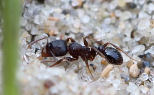 Tetramorium sp.