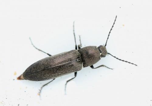 Réf. 118 332 : Cidnopus aeruginosus