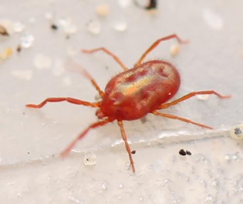 Réf. 118 120 : Balaustium murorum