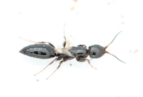 Epyris brevipennis