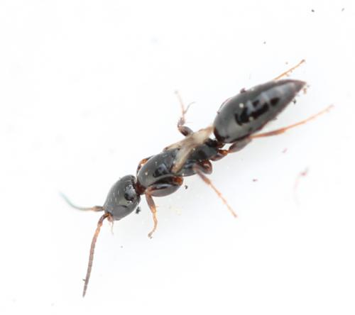 Epyris brevipennis