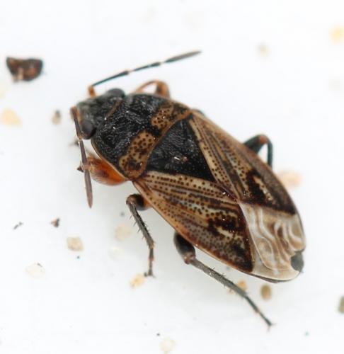 Trapezonotus sp.