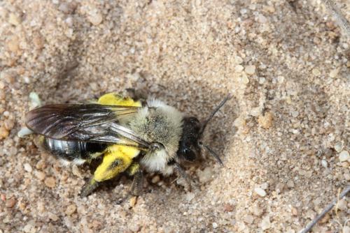 Andrena vaga