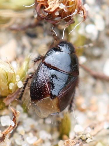 Byrsinus flavicornis