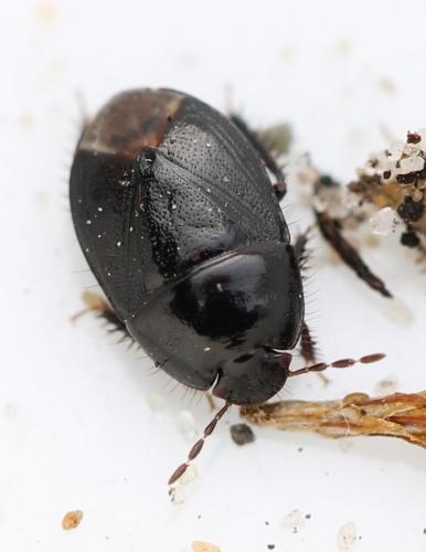Réf. 118 137 : Geotomus sp.