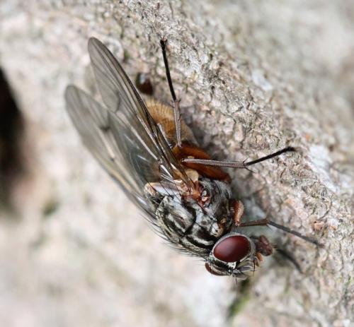 Phaonia subventa