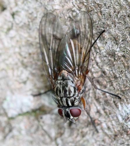Phaonia subventa
