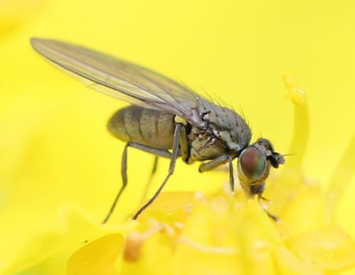 Hydrellia griseola