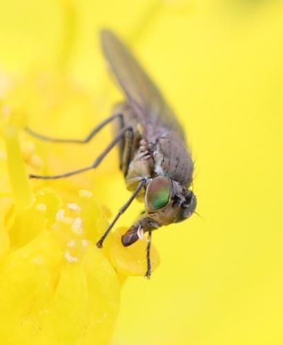 Hydrellia griseola